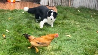 เมื่อ Border Collie เผชิญหน้ากับไก่ 30 ตัว ไก่เหล่านั้นจะเกิดอะไรขึ้น?