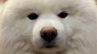 الخنزير الصغير ينام حوالي 20 ساعة فقط في اليوم