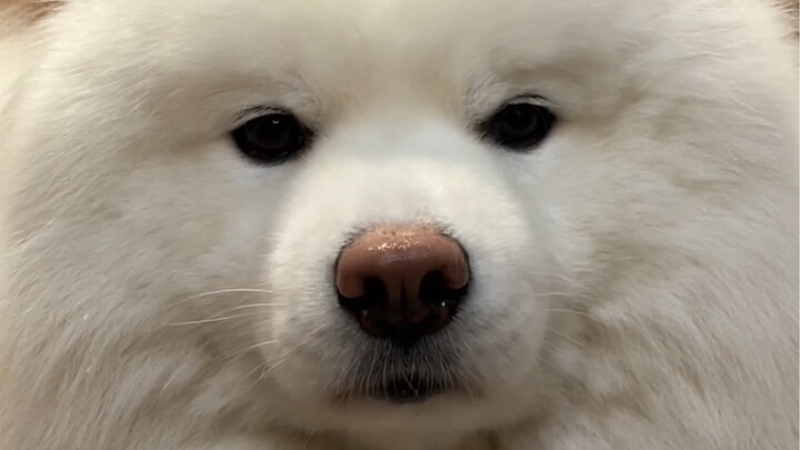 小猪猪一天也就睡20个小时而已