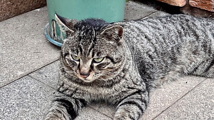 Aku ‘ngegas’ si jagoan lingkungan—sang kucing macan tutul! Sejak itu, dia langsung tunduk padaku.