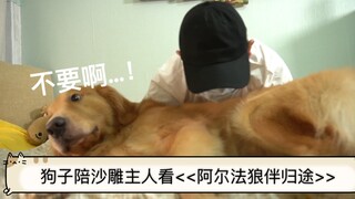 The dog accompanies its goofy owner in watching "Wolf's Journey Home."