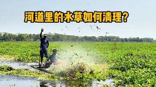 河道里的水草如何清理？ #科普 #解压 #河道清理 #涨知识
