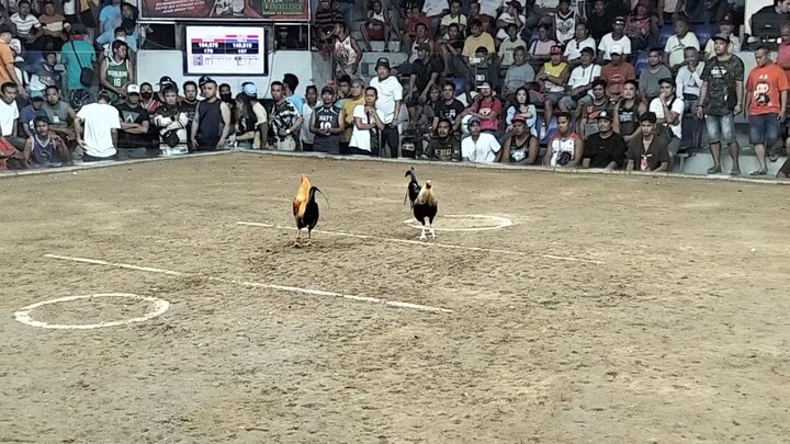 Talo si pumpkin bawi nalang sunod 😅