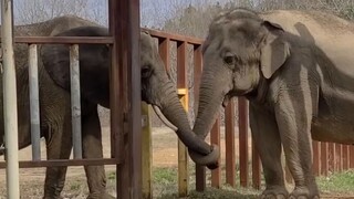 Sự giao tiếp thân thiện giữa voi cái châu Phi Nosey và voi cái châu Á Tarra