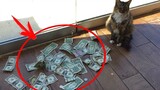 Mèo hoang mang tiền đến cho chủ nhân, sự thật được hé lộ qua camera