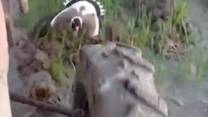 ระดับตำราเรียน