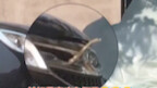 A snake slithered out from the car’s grille while it was parked under a tree. Netizens joked: “Add a