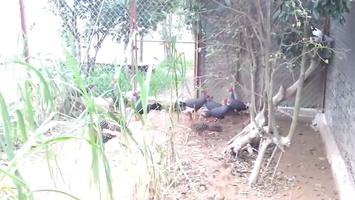 9 Ông Bố Bà Mẹ Xấu Tính Nhất Trong Thế Giới Động Vật
