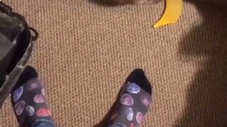 【Mao Mao Original Sound】is in Japanese