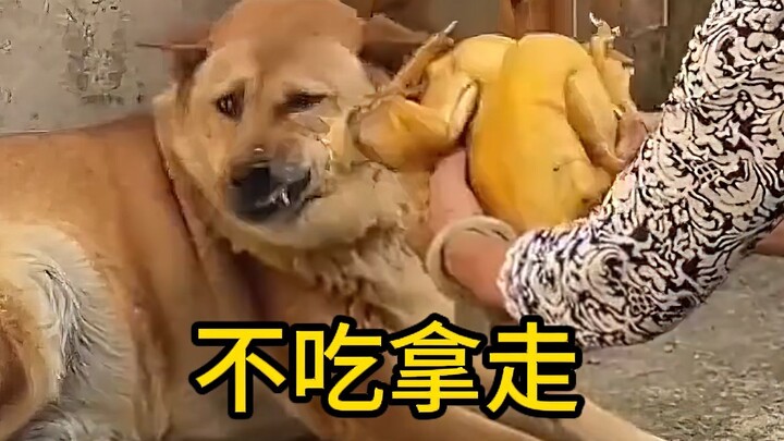 Puppy: I just can’t understand how any dog could guard its food!