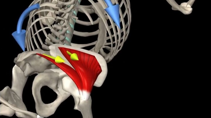 A Must-Do for Sedentary Individuals: The Best Hip-Activation Exercise