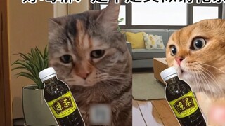 [Meme kucing] Teh herbal Kanton lebih pahit dari hidupku...