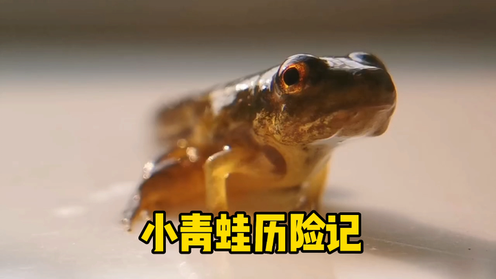 The Little Frog’s Adventure