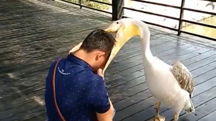 That Day, Humans Recalled the Fear of Being Dominated by Animals