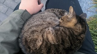 Saya bertemu seekor kucing yang berperilaku sangat baik di sekolah, tetapi saya berusaha sekuat tena