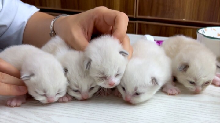 One kitten at a time