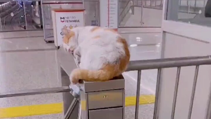 Kucing jalanan berbaring di samping mesin gesek kartu, betapa ia berharap punya rumah.