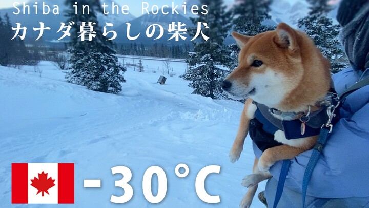 Một buổi sáng cực kỳ lạnh giá. Chú chó Shiba ở Canada dù nhiệt độ xuống tới âm 30 độ vẫn ra ngoài đi