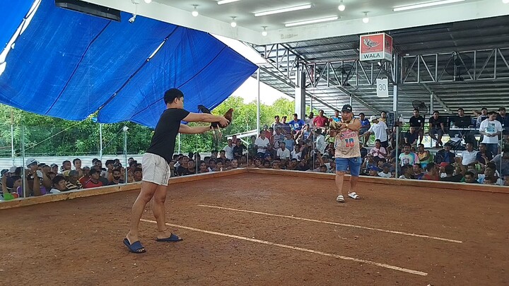 POSSUM X 5K GILMORE WINNER FIRST FIGHT SUPER 3 WINS