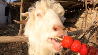 [Animal] Enjoying sugarcoated haws on a stick