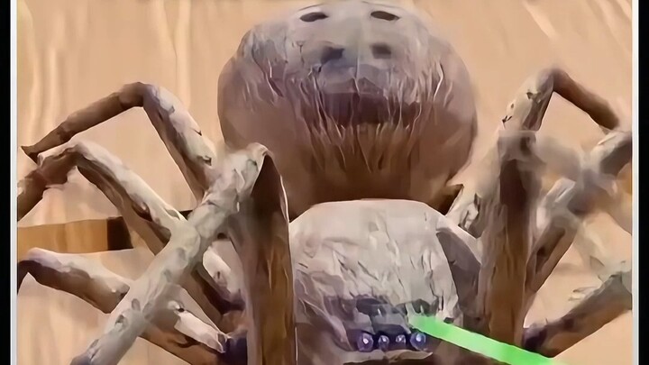 Laser Pointer Shines on Spider