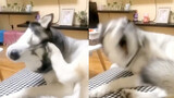 [Động vật]Khoảnh khắc hài hước của những chú chó