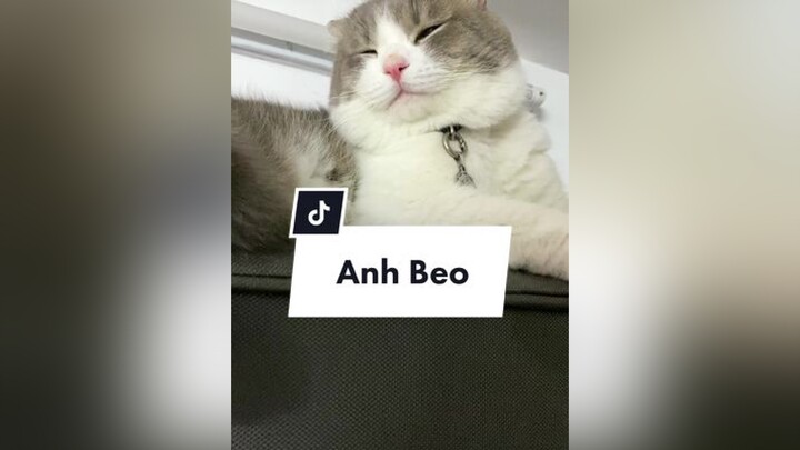 Mọi người đã quên Beo chưaa?? 🥹 Beo giờ mới quen được tí xiu cat meo catsoftiktok