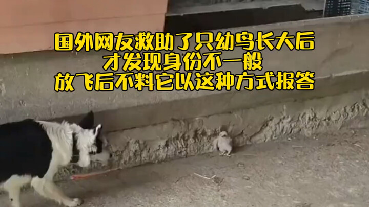 Netizen asing menyelamatkan seekor anak burung, baru menyadari identitasnya yang luar biasa setelah 