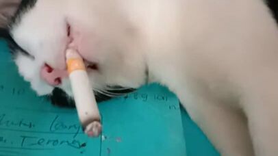 Kucing merokok