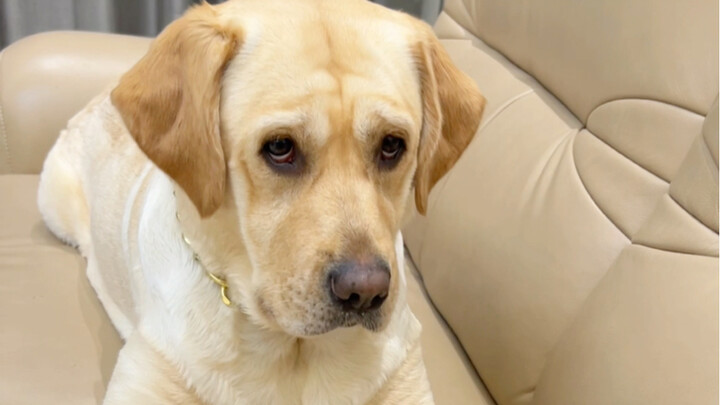 Kata-kata terakhir yang diucapkan anjing itu benar-benar kasar