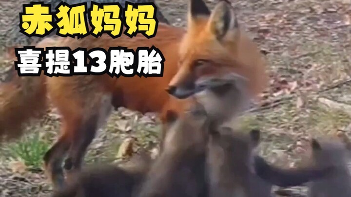Fox mom happily gives birth to 13 babies!