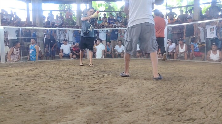 Iba talaga pagka pointed. Pointed din ang palo. Walang sugat😁 #sabongislife #hilights #sabongero