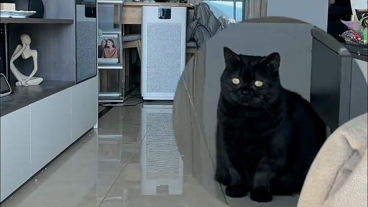 Hahaha, ai mà cưỡng lại được chú mèo ngốc nghếch đáng yêu chứ?