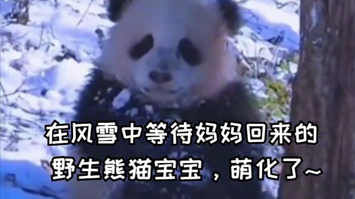 A wild panda cub waiting in the wind and snow for its mom to return—so adorable!