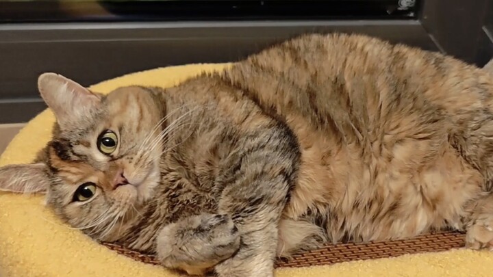 Could you please bring the cat food to my bedside? Thanks.