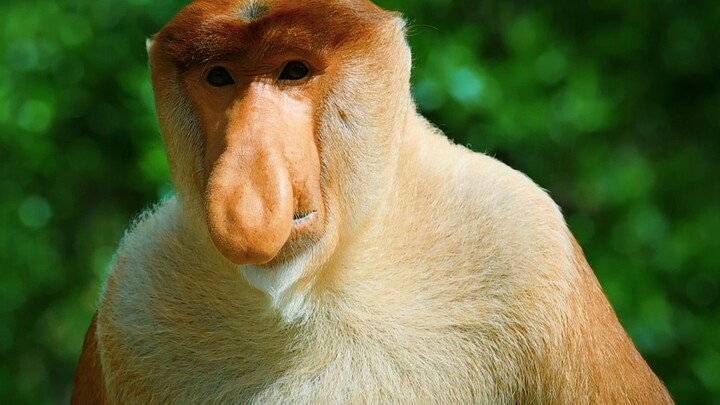 A Monkey with a Face That Grows on Its Nose — The Proboscis Monkey