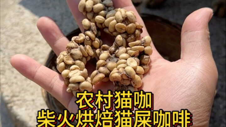 Kopi Kotoran Kucing Kayu Bakar