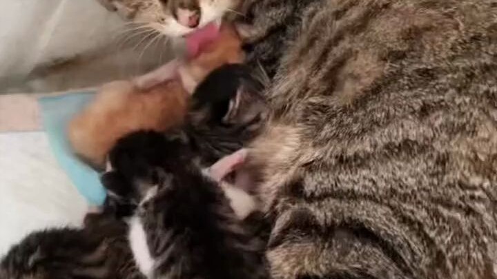 เพราะน้องไคว๋เป็นแค่แมวจรจัด มันจึงรู้ดีถึงรสชาติของการถูกทอดทิ้ง ฉากสุดท้ายเหมือนมันกำลังบอกกับฉันว