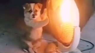 Funniest Dogs Videos Compilation