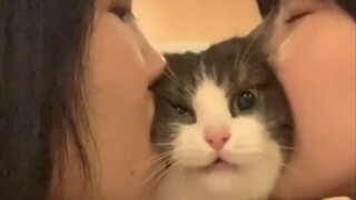 Kitten: "I need legal help!"
