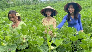 Thu Hoạch Đậu Bắp Về Làm Bữa Cơm Trưa ●Cá Kho Tiêu + Đậu Bắp Luộc ● Nắng Đẹp Miền Tây | NĐMT #97