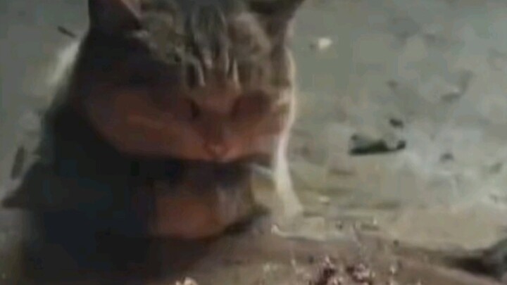 Perbedaan cara kucing utara dan kucing selatan menghadapi musim dingin.