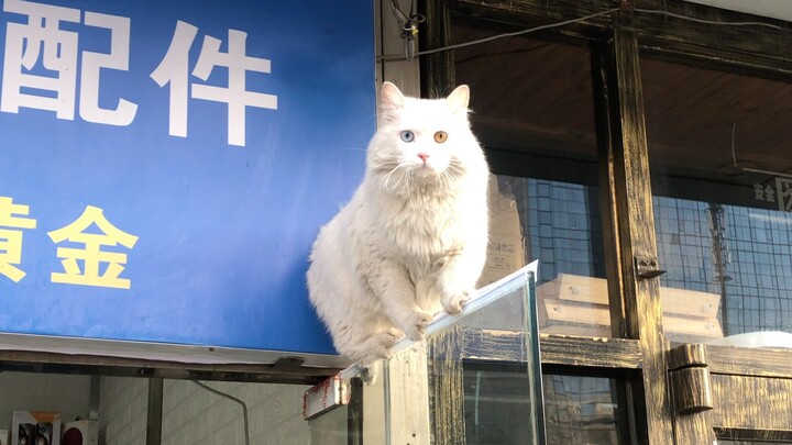 Acrobatics: Performers, Chance Encounter