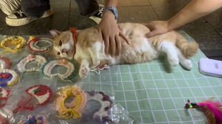 A woman became unexpectedly popular for setting up a stall with her cats. Her chic sleeping posture 