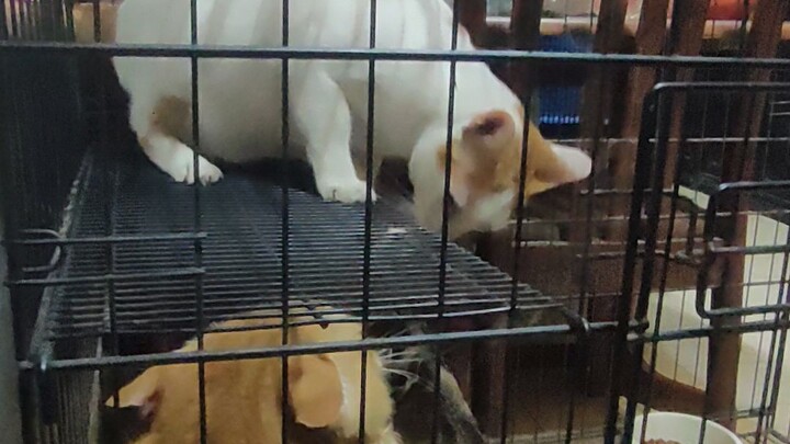 nugget dan Boboi photoshoot