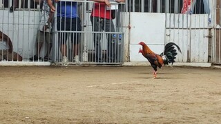 Berdugo Blueface Hatch x Bruce Barnett Sweater