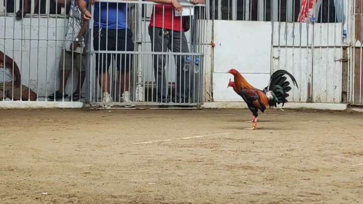 Berdugo Blueface Hatch x Bruce Barnett Sweater