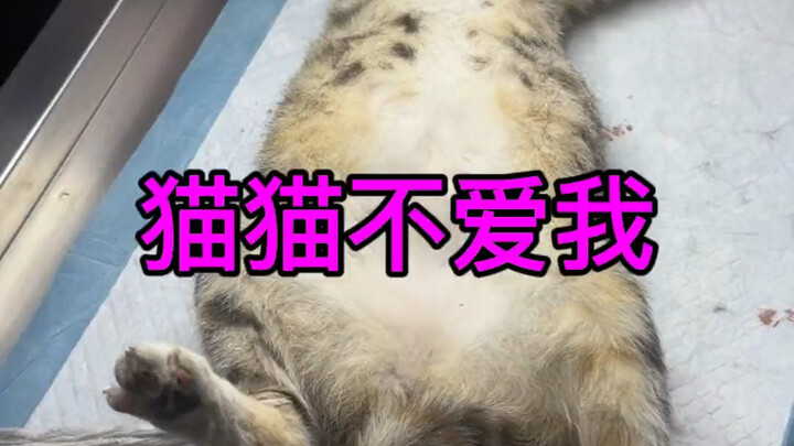怎么办我成了流浪猫公敌了 #流浪猫救助 #萌宠出道计划 #可爱到爆炸💥 #流浪猫