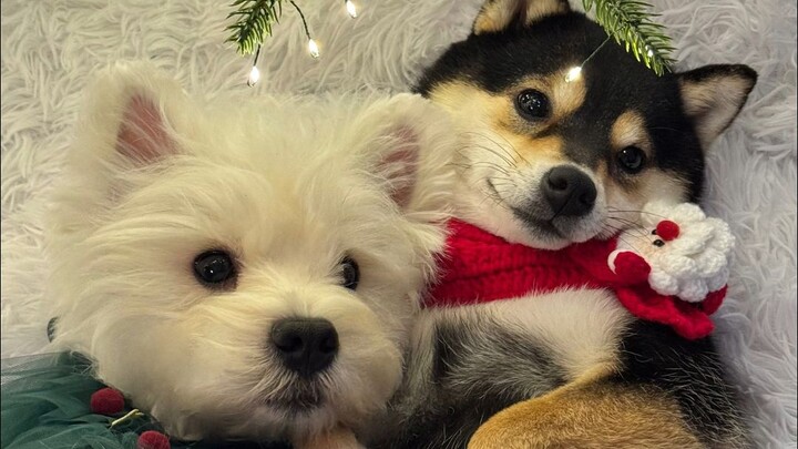 วันสปาของแมนอวี่ — ตอนพิเศษคริสต์มาส