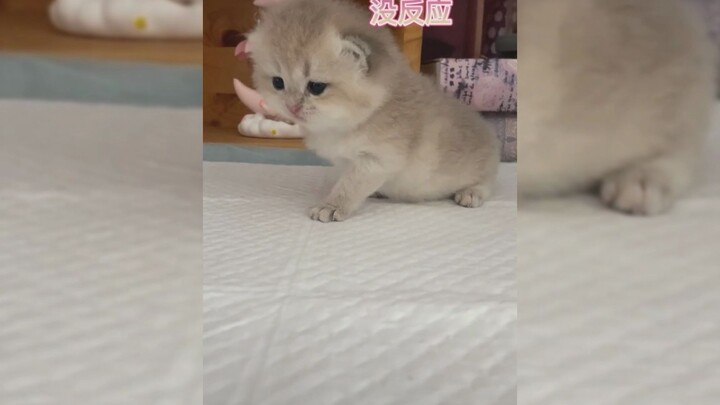 When naming a little kitten, you’ve gotta be careful with your word choice—otherwise…